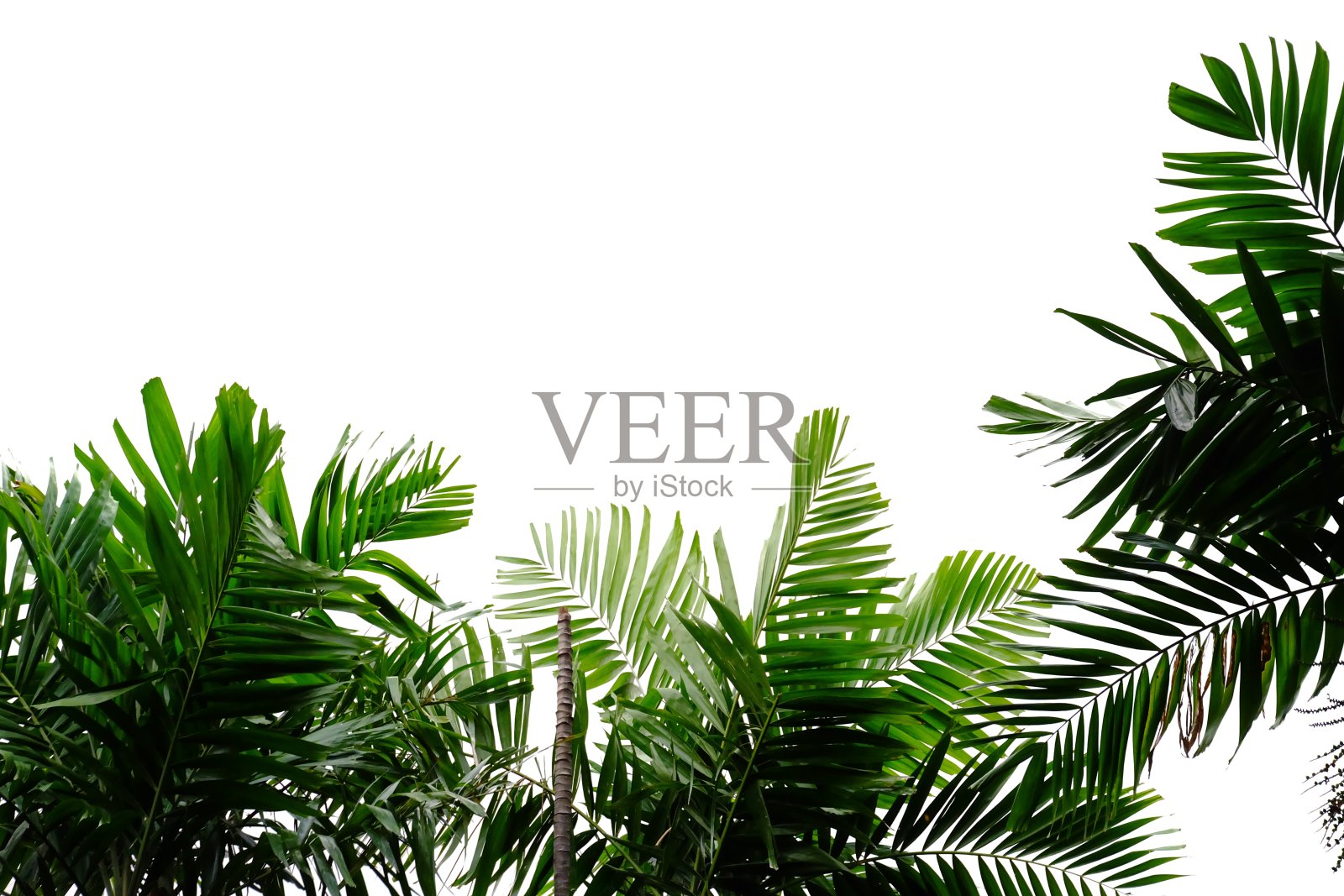 棕榈叶在白色孤立的背景照片摄影图片