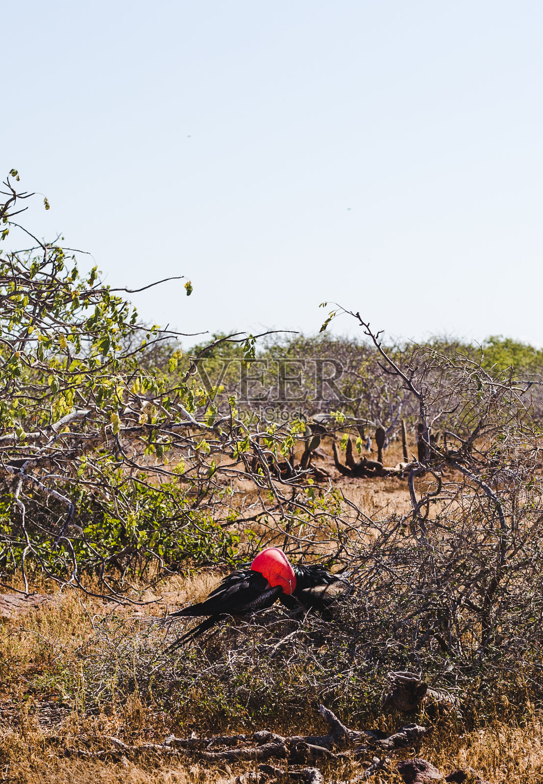 厄瓜多尔加拉帕戈斯群岛上，正在进行雄性交配舞蹈的护卫舰，肿胀的红色喉咙照片摄影图片