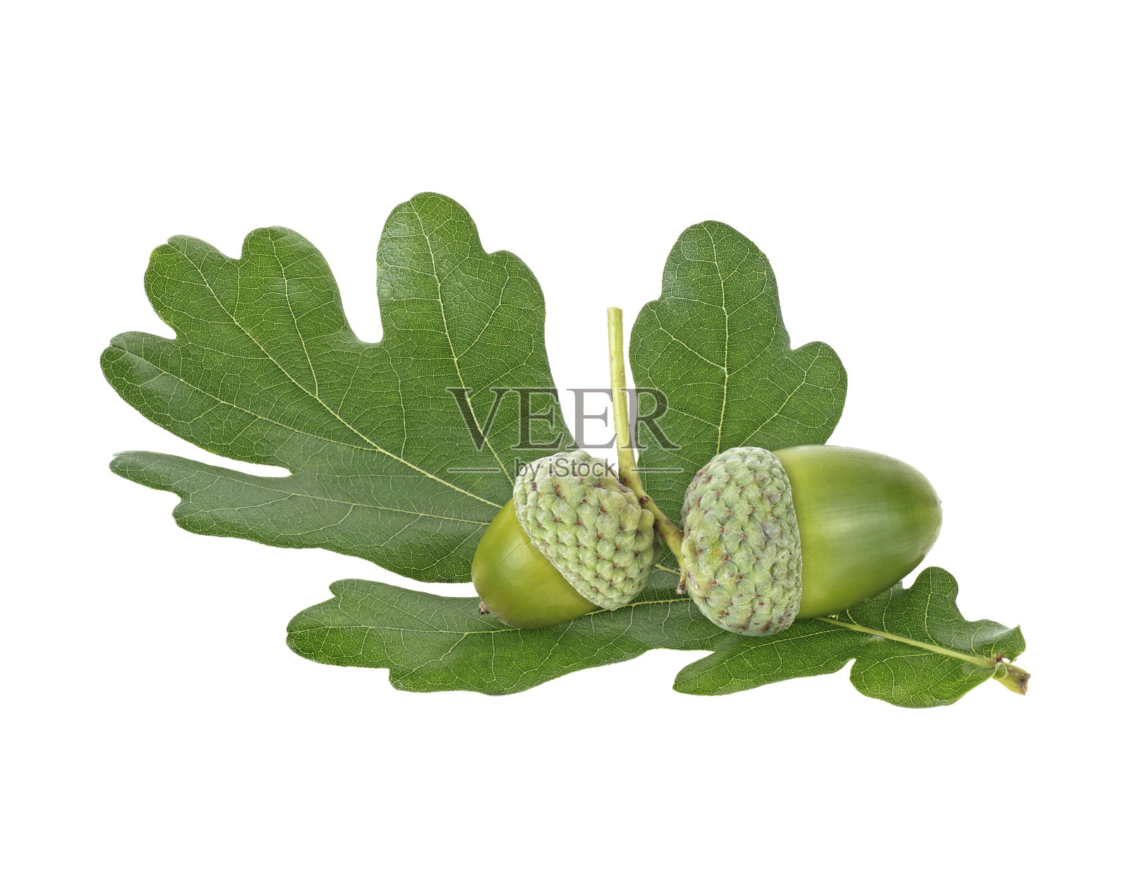绿色的橡子果实与绿色的叶子孤立在一个白色的背景照片摄影图片