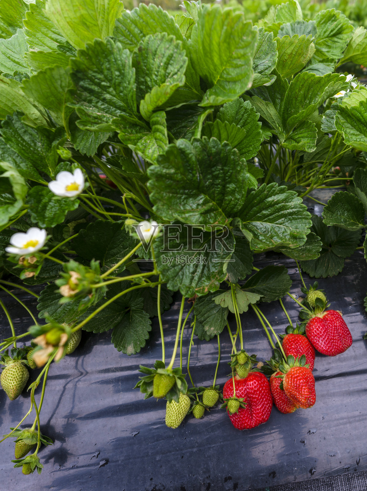 种植成熟草莓照片摄影图片