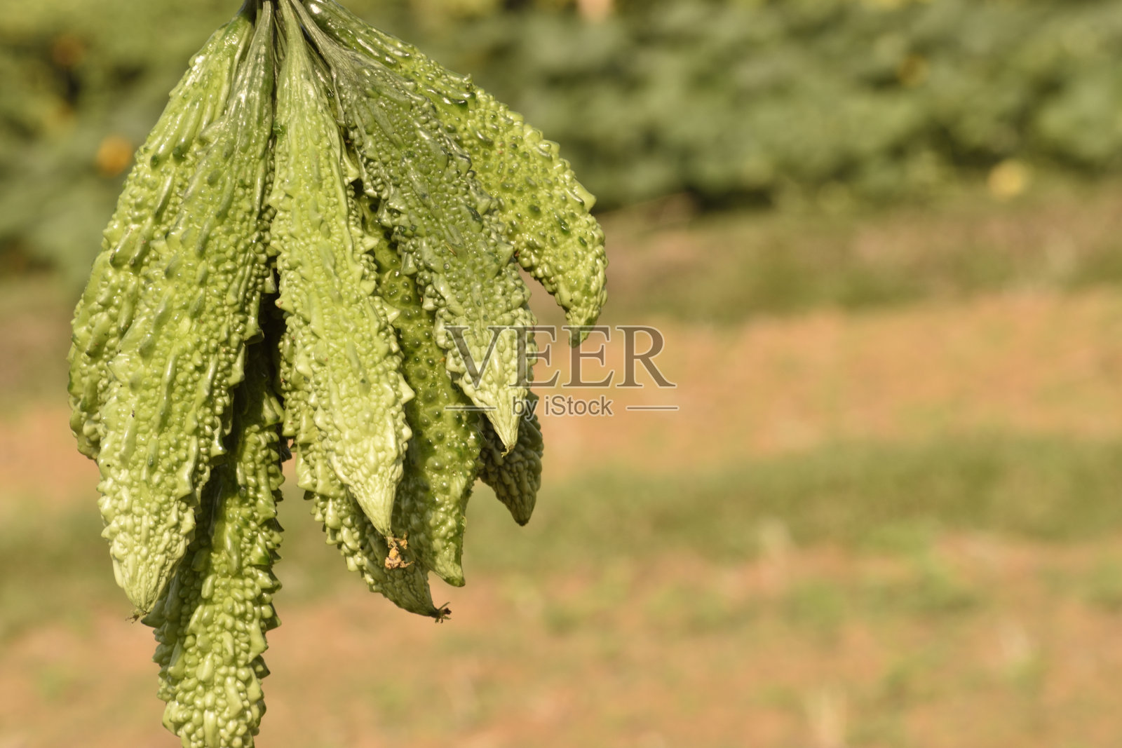 生苦瓜农印度照片摄影图片