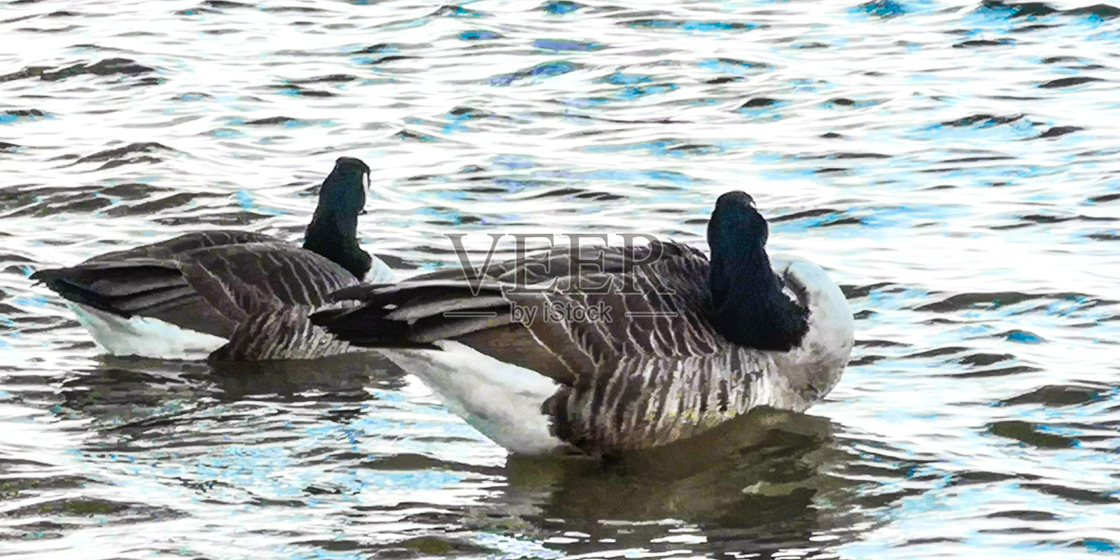 河边的水鸟夫妇- Graugänse帕尔照片摄影图片