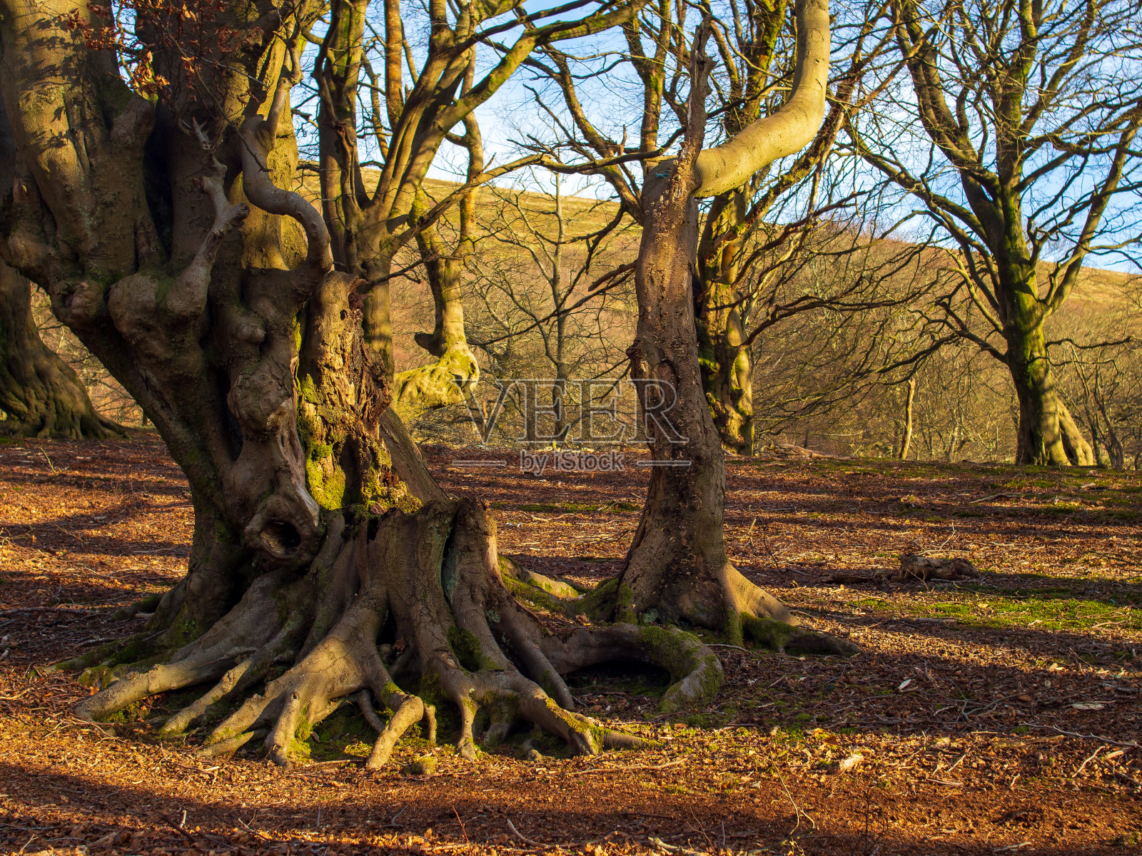 林地的背景照片摄影图片