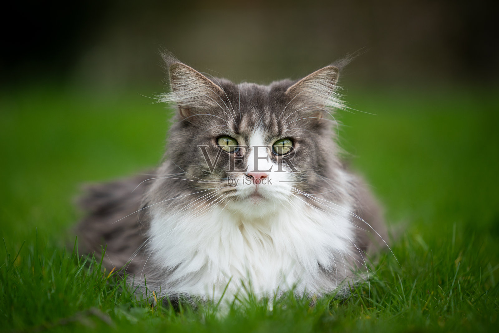 缅因库恩猫照片摄影图片