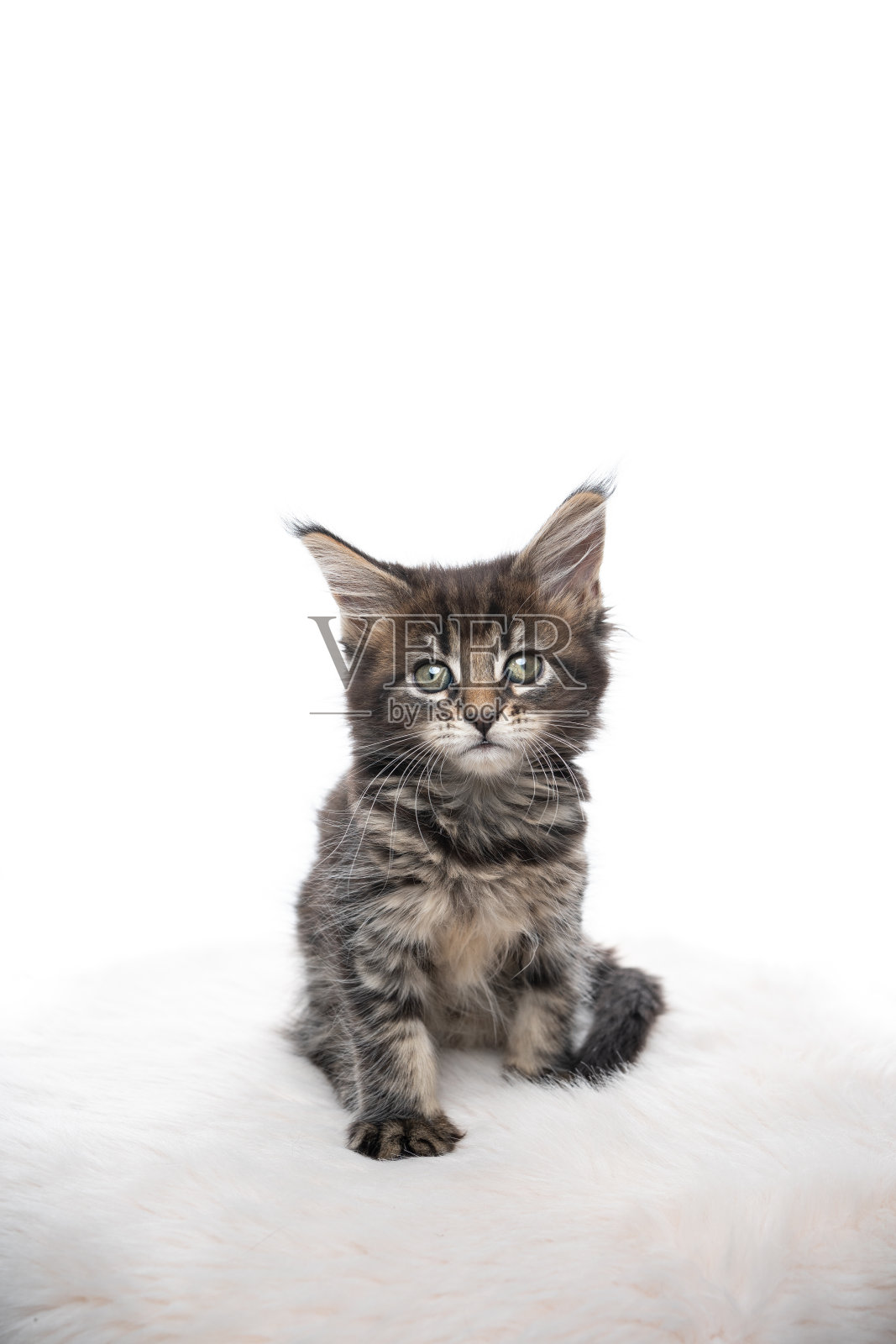 缅因库恩猫照片摄影图片