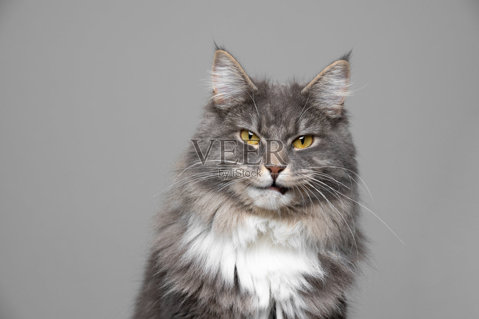 猫的肖像照片摄影图片