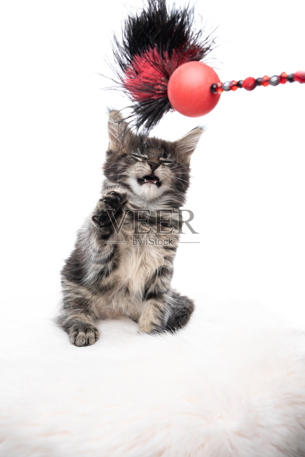 缅因库恩猫照片摄影图片