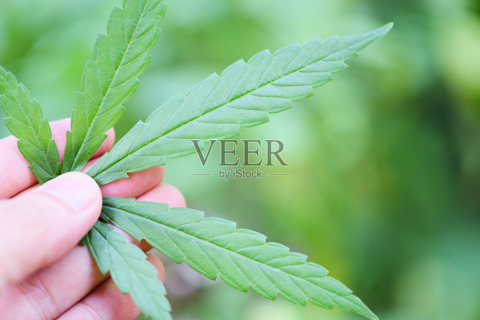 大麻叶大麻植物树生长在自然背景-手采摘大麻叶提取医疗保健照片摄影图片