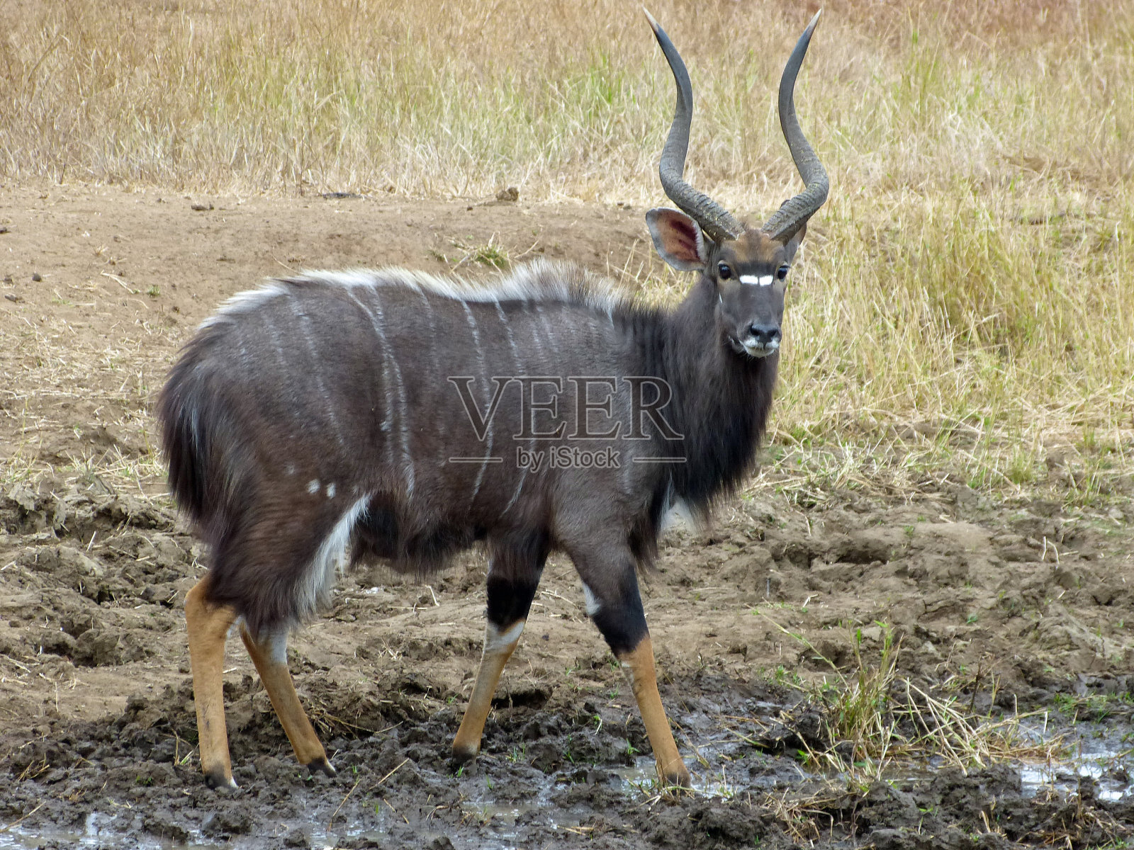 火焰照片摄影图片