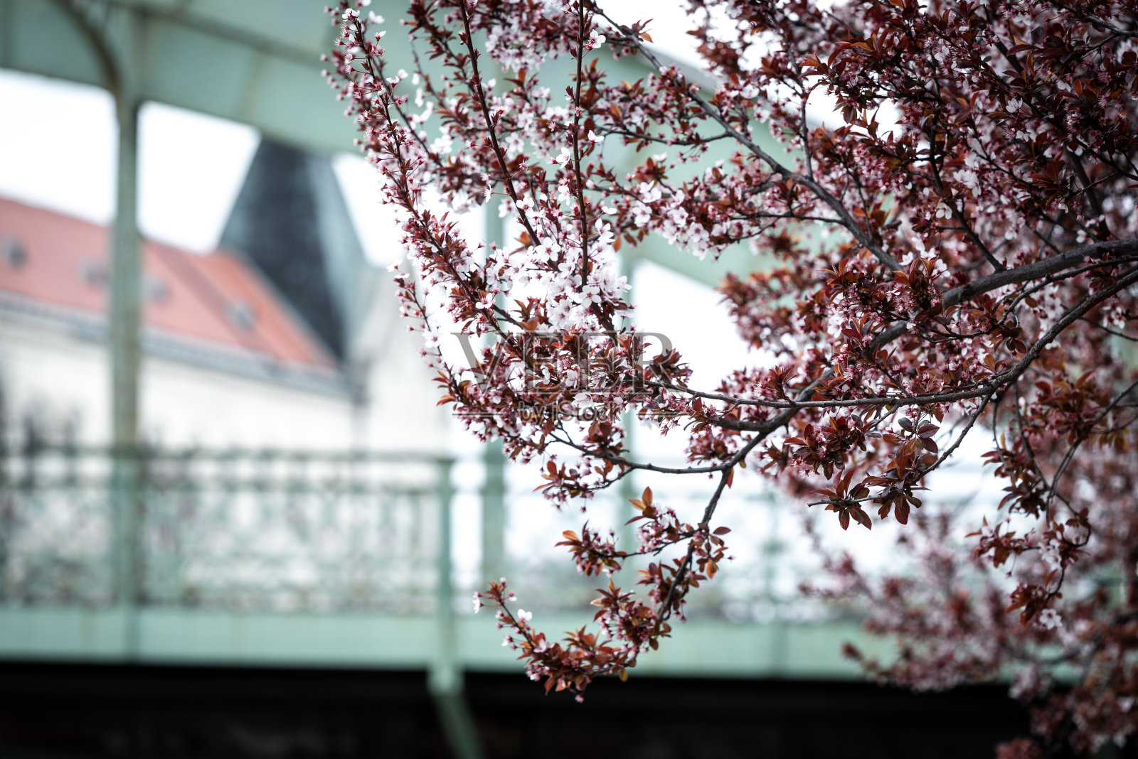 美丽的日本樱花在春天盛开照片摄影图片