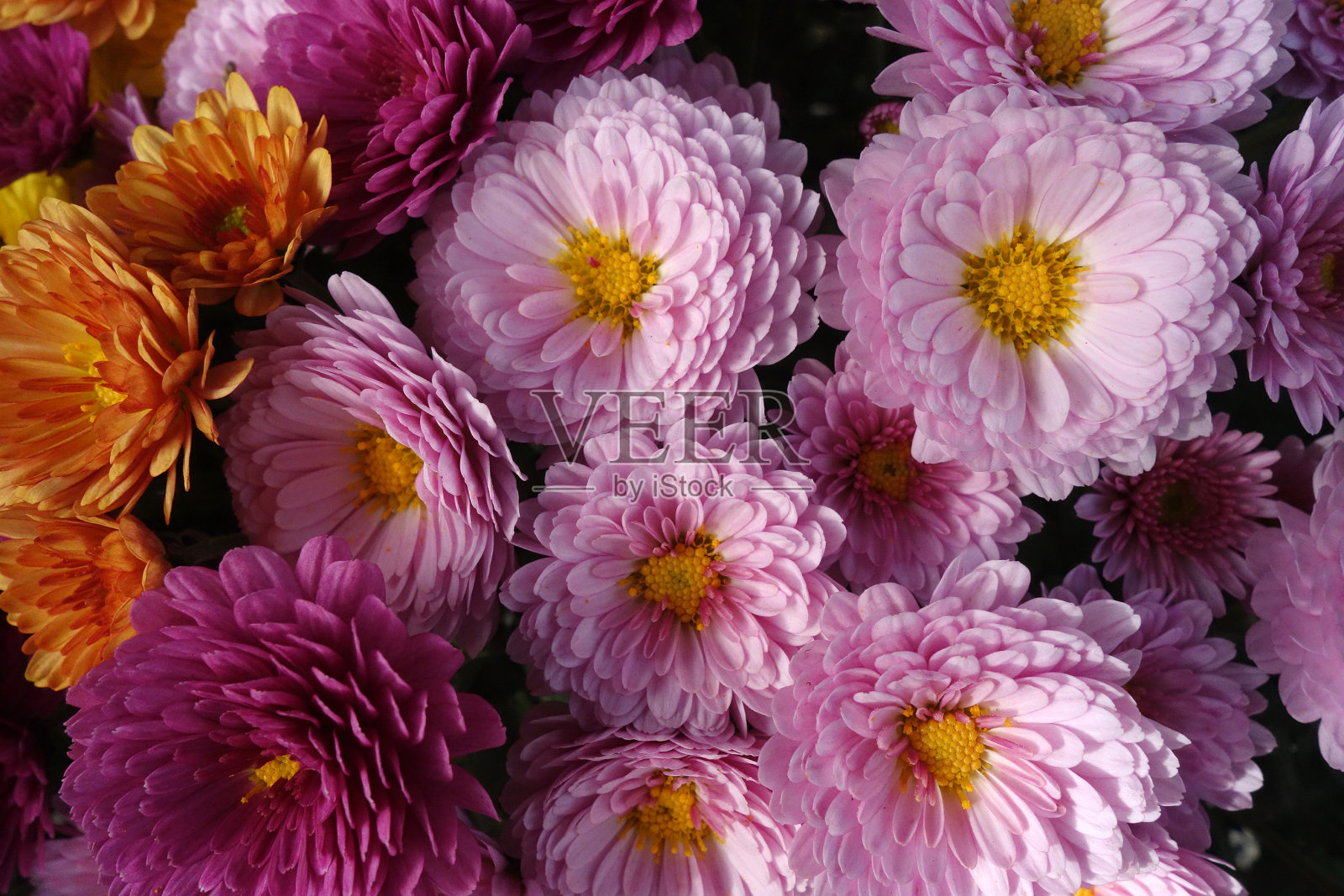 一束盛开的鲜花照片摄影图片