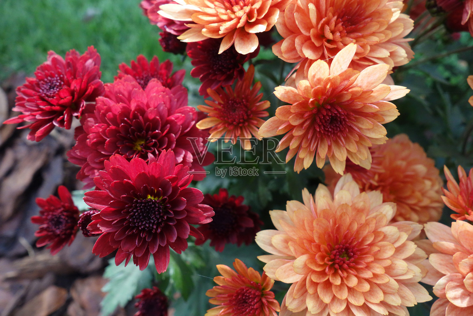 一束盛开的鲜花照片摄影图片