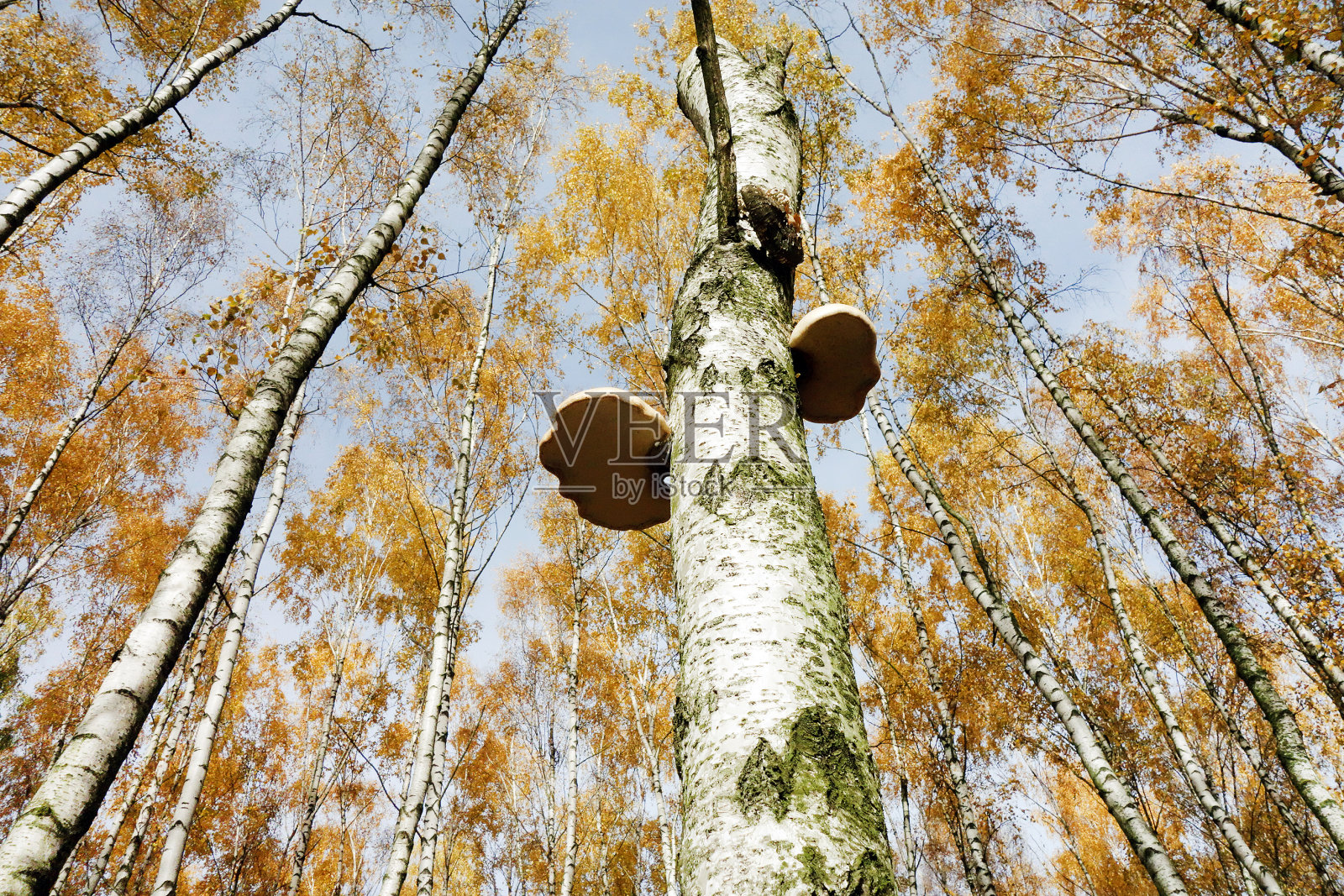 天空下的桦树林照片摄影图片