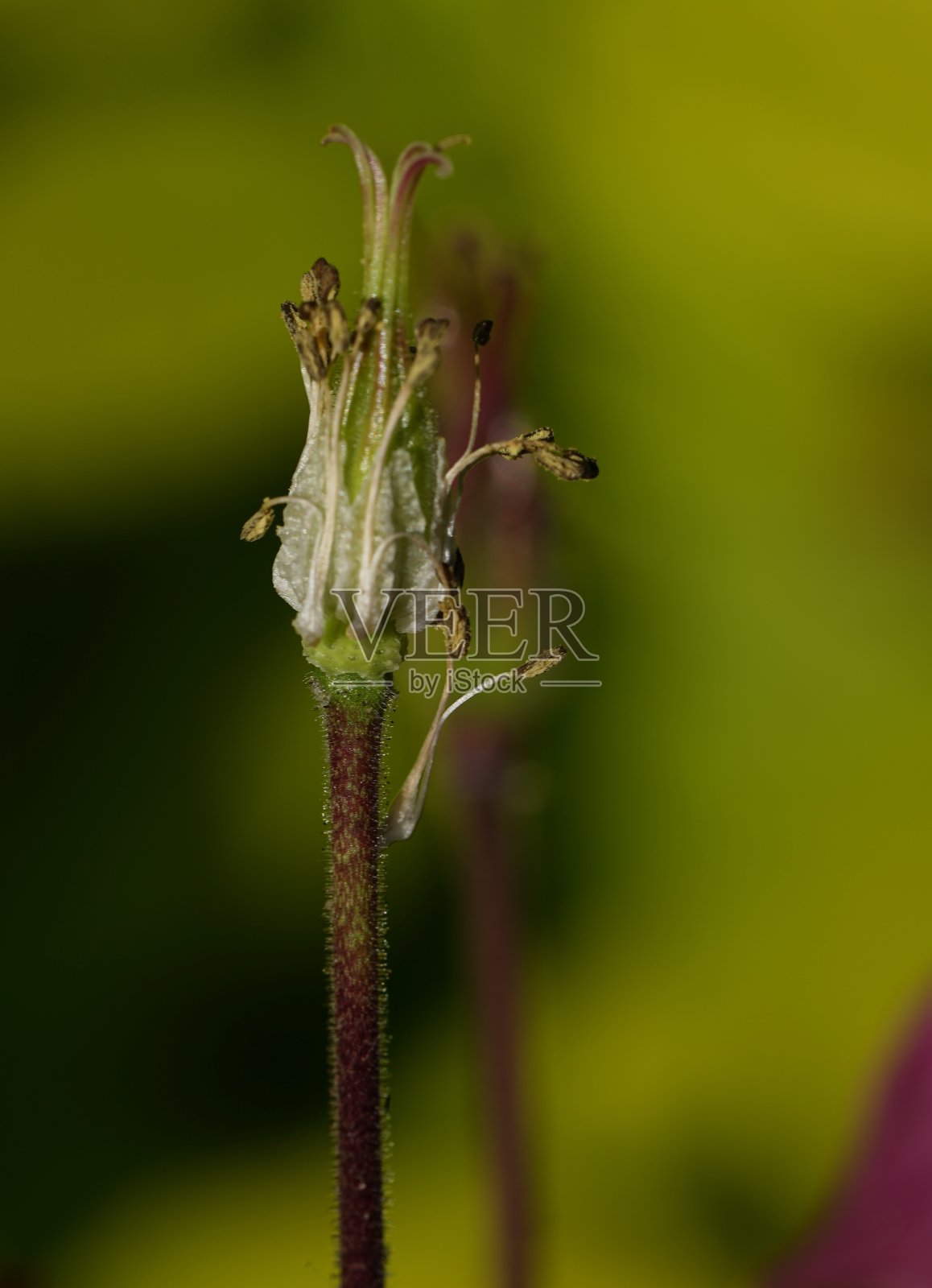 水仙花的花和芽照片摄影图片