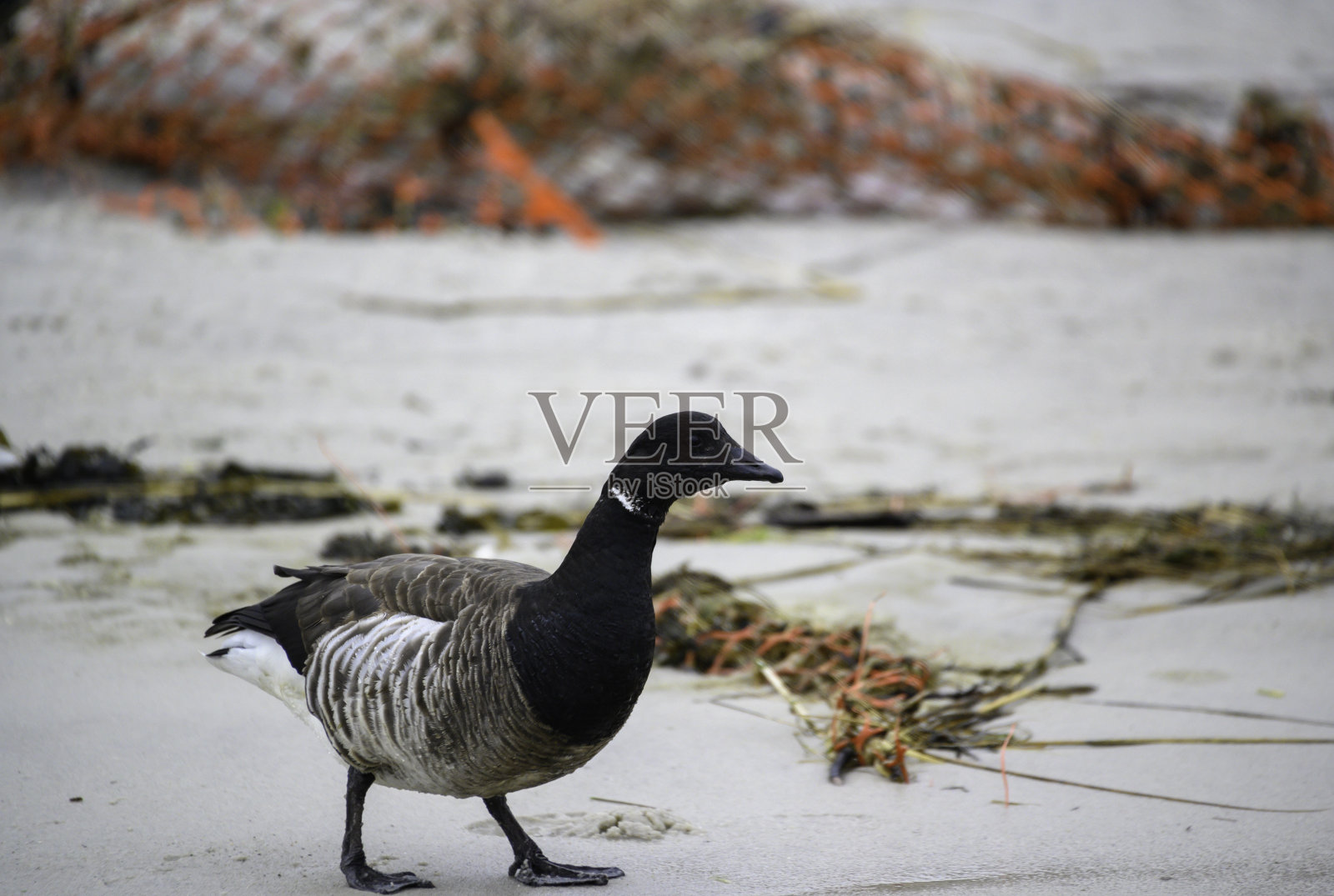 孤独的野鹅在琼斯海滩州立公园2号的垃圾中行走，纽约长岛照片摄影图片