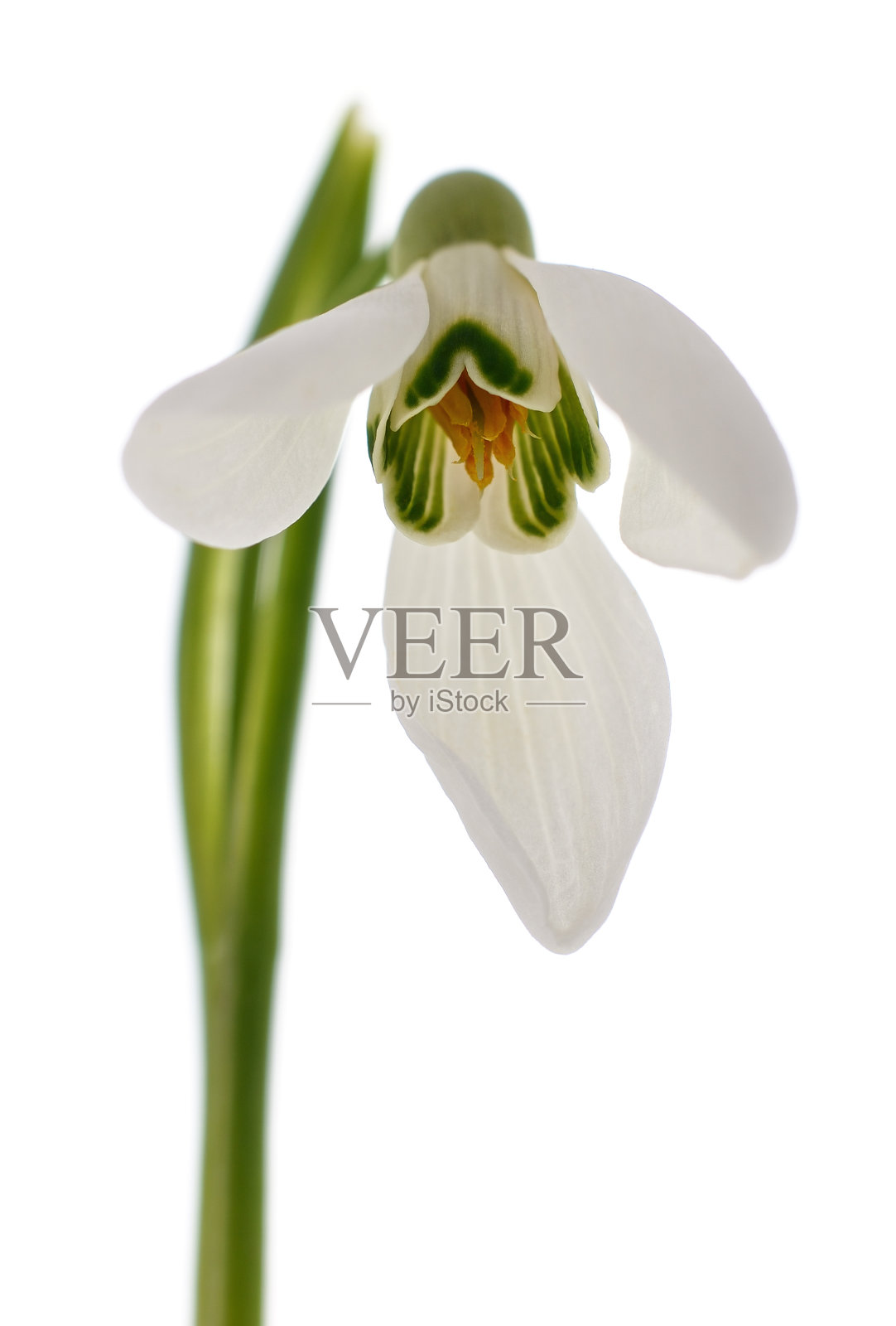 雪花莲发芽的树叶。照片摄影图片