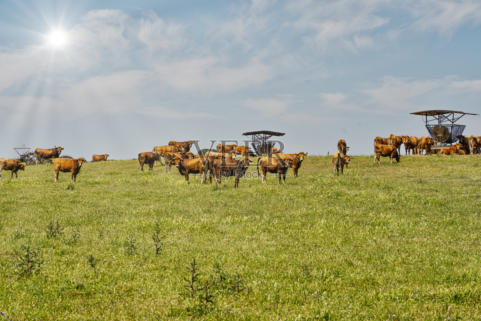 牛和牛照片摄影图片