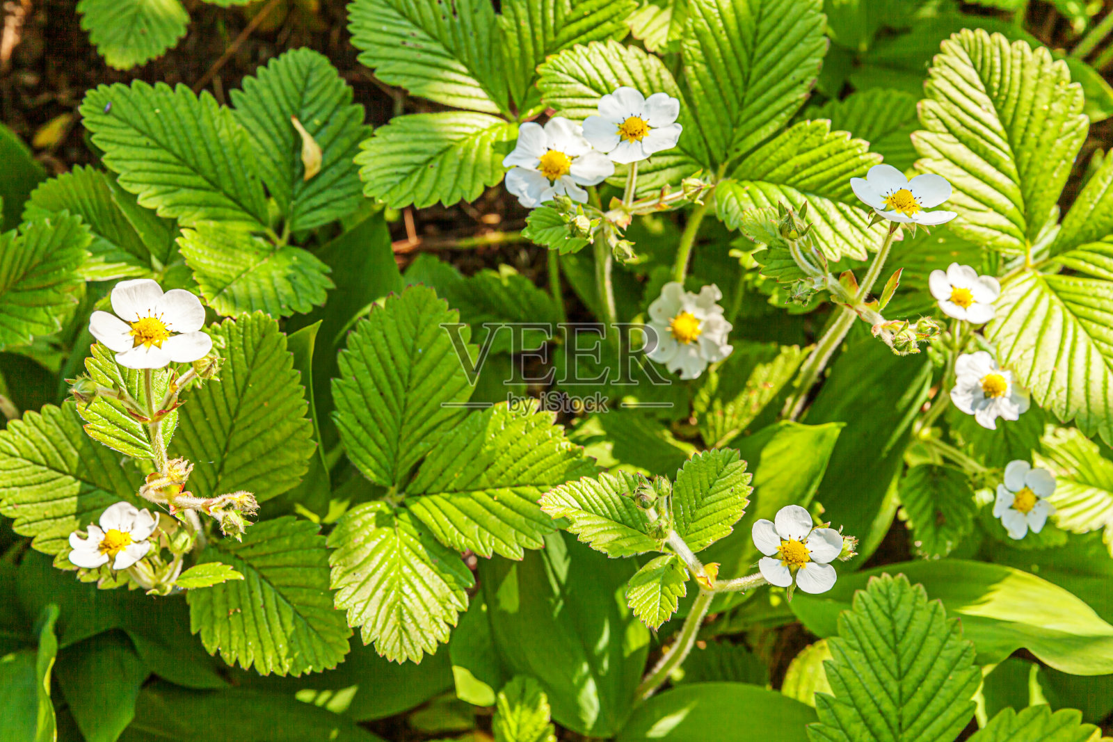 草莓的工业化栽培。春天或夏天花园中开花的草莓灌木。在农场自然种植浆果。生态健康有机食品园艺理念背景照片摄影图片