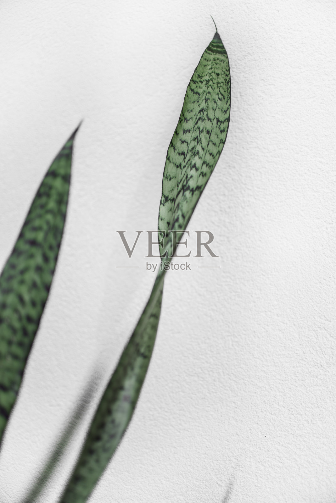 Sansevieria Trifasciata |圣乔治剑|蛇植物，新年照片摄影图片