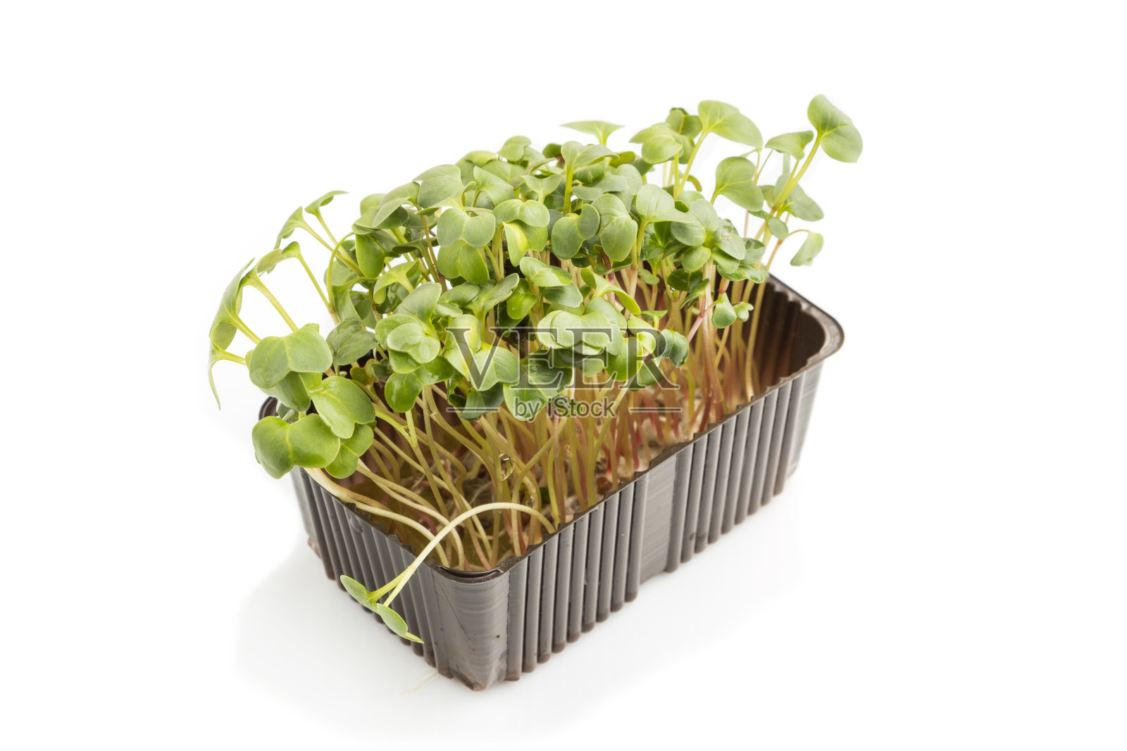 塑料盒与微型绿色萝卜芽孤立在白色背景。侧视图，特写。照片摄影图片