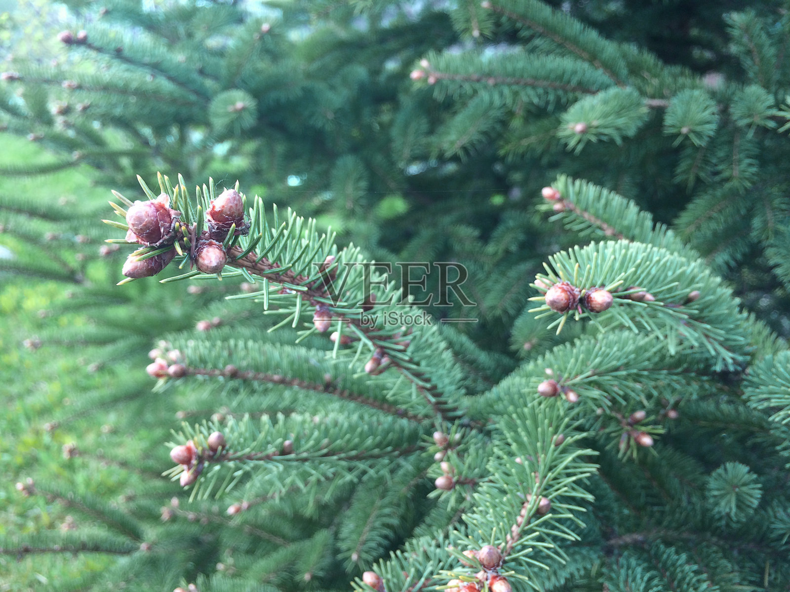 绿色背景上的云杉树枝。蓝色云杉，绿色云杉，白色云杉。照片摄影图片