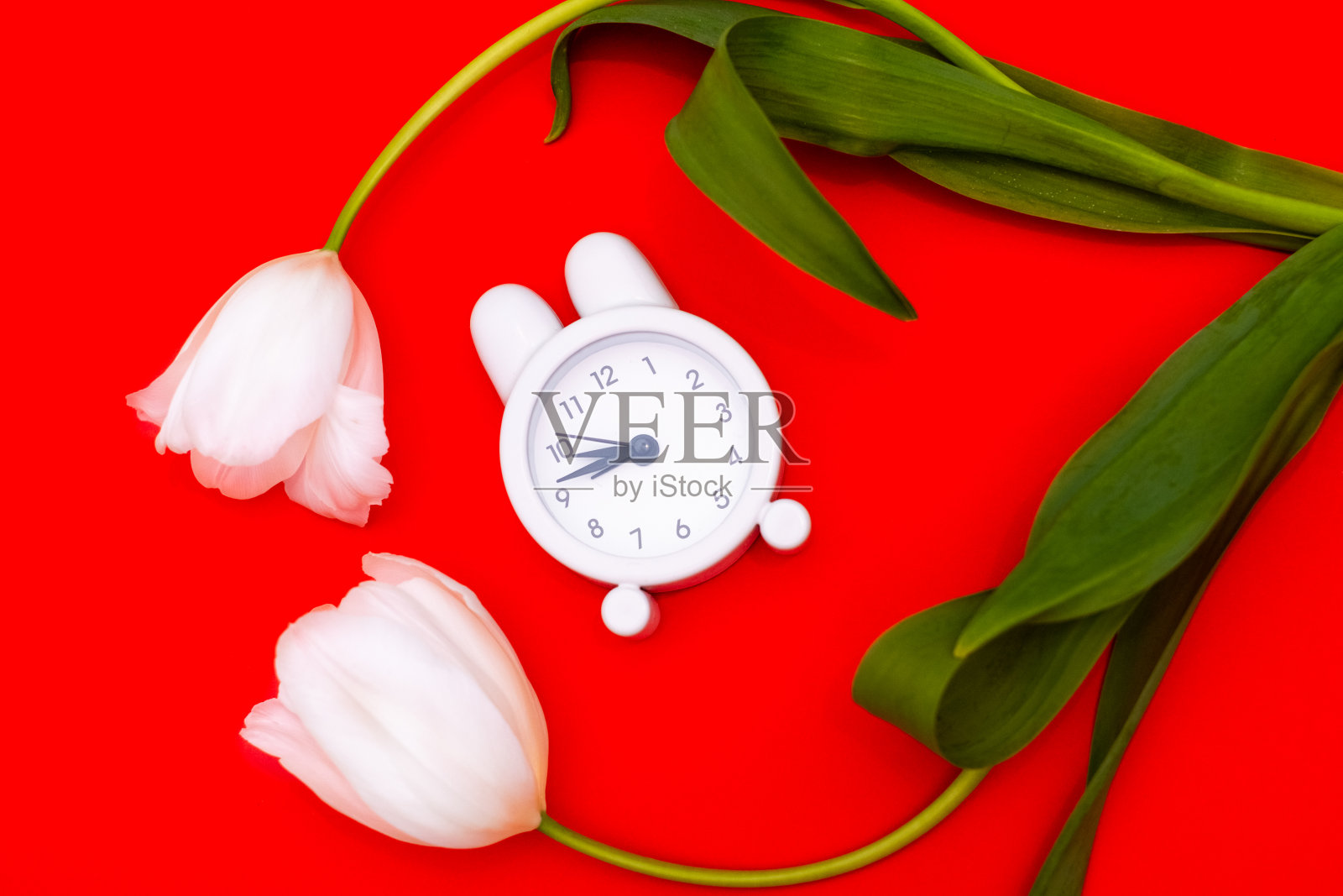 白色闹钟和精致的白色郁金香在红色的背景。从以上观点。这是爱和祝贺的时刻。照片摄影图片