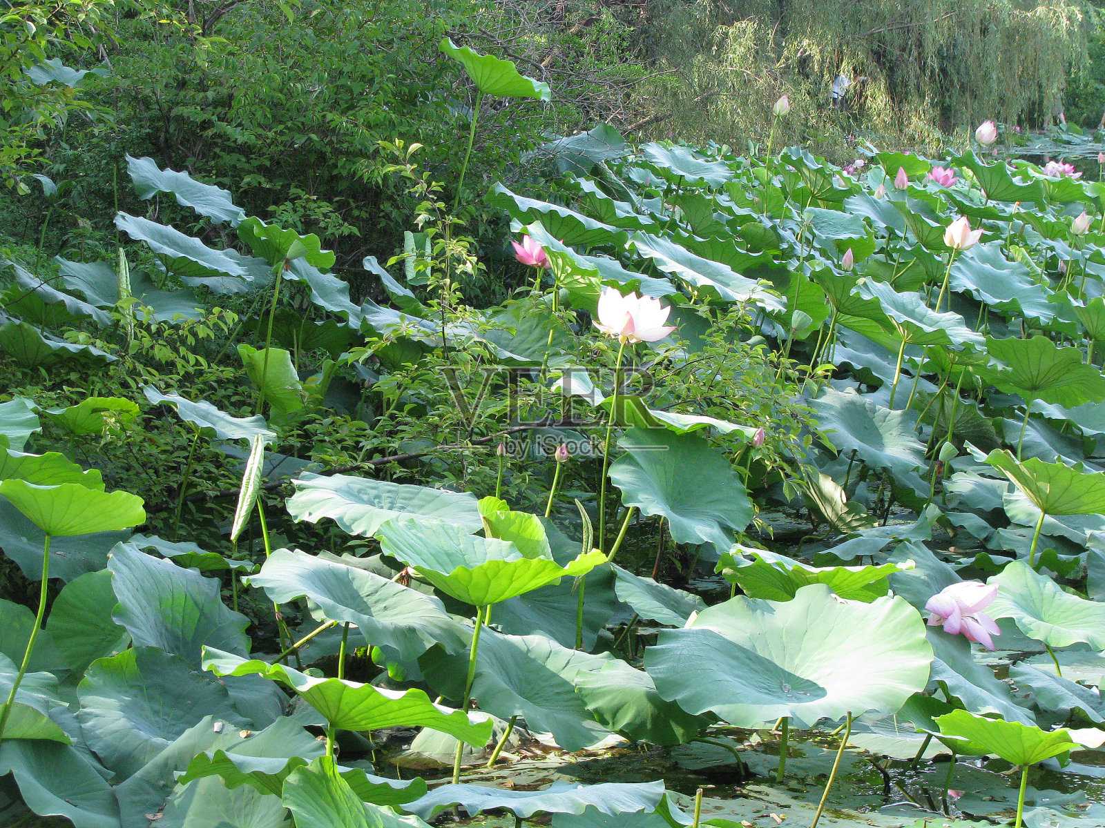 一个荷塘，粉红的荷塘，白白的荷塘，岸边的柳树照片摄影图片