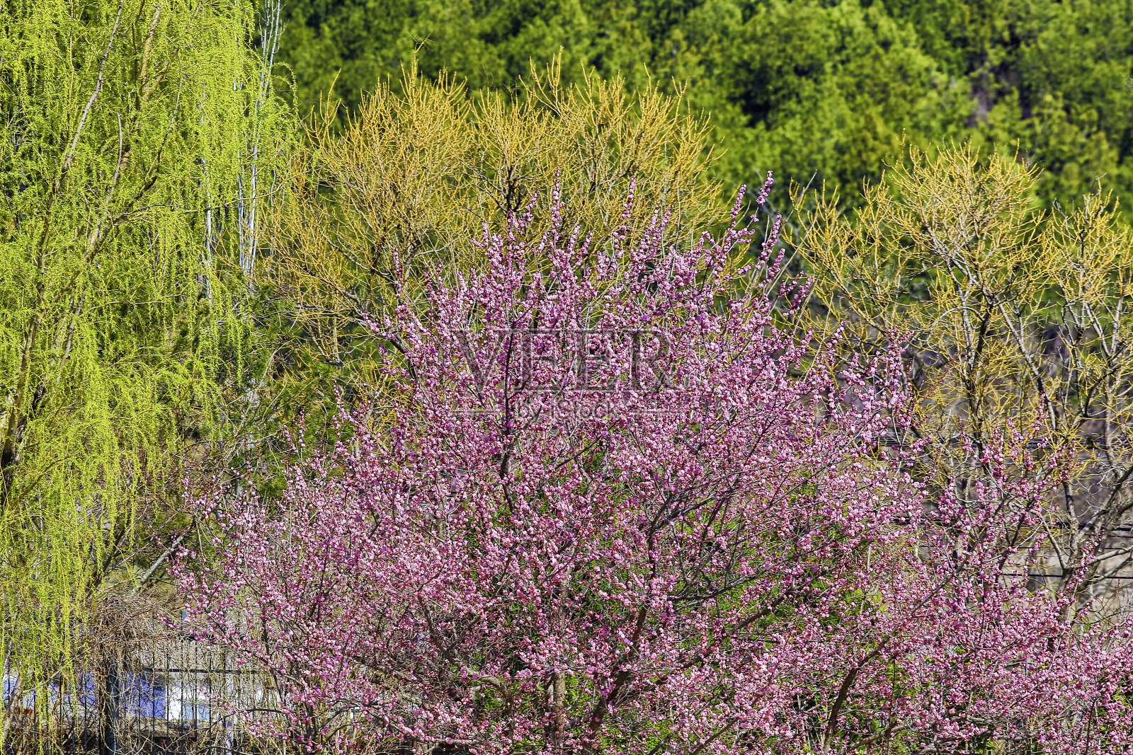 春天的风景照片摄影图片