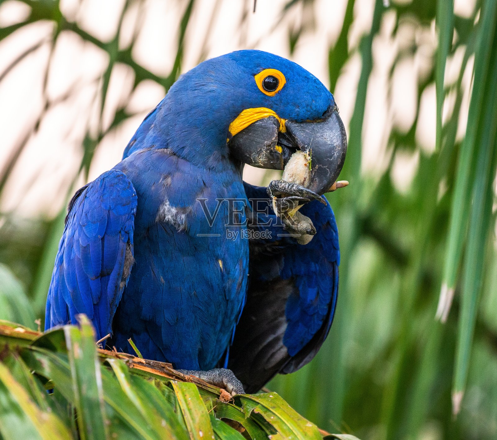 金刚鹦鹉正坐在一棵棕榈树上吃坚果。照片摄影图片