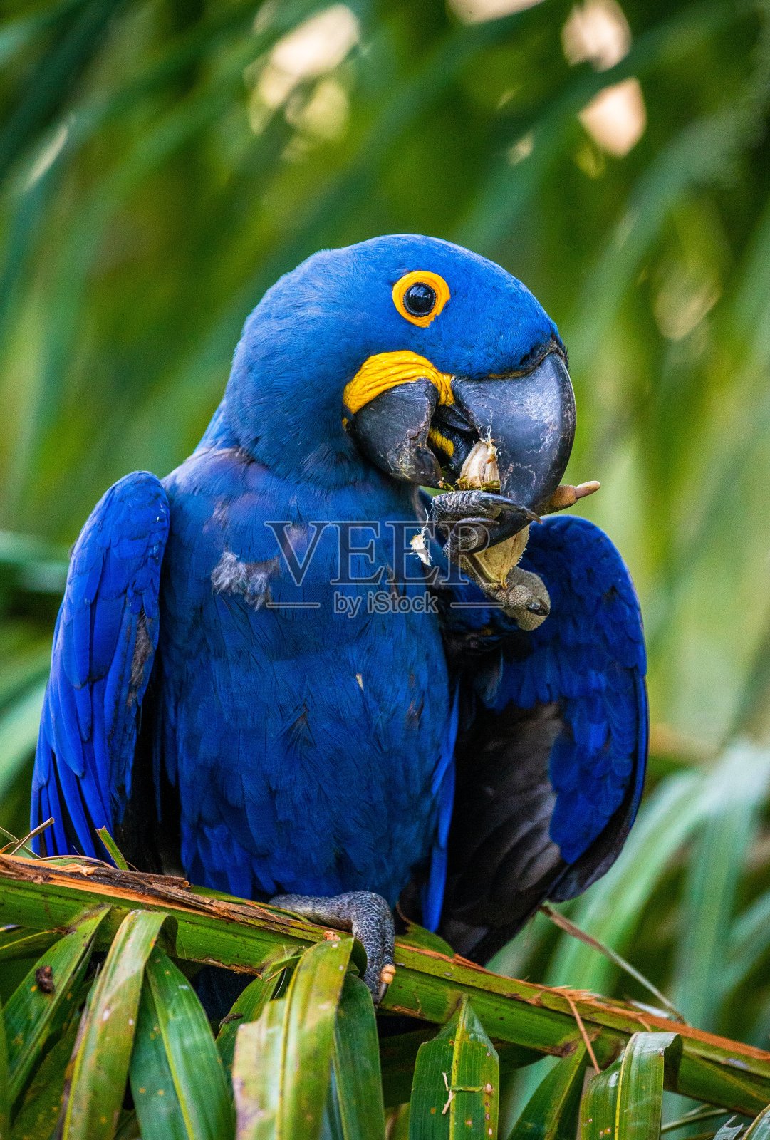 金刚鹦鹉正坐在一棵棕榈树上吃坚果。照片摄影图片