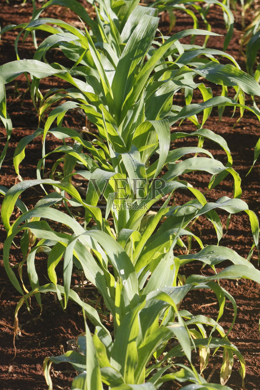 玉米田照片摄影图片