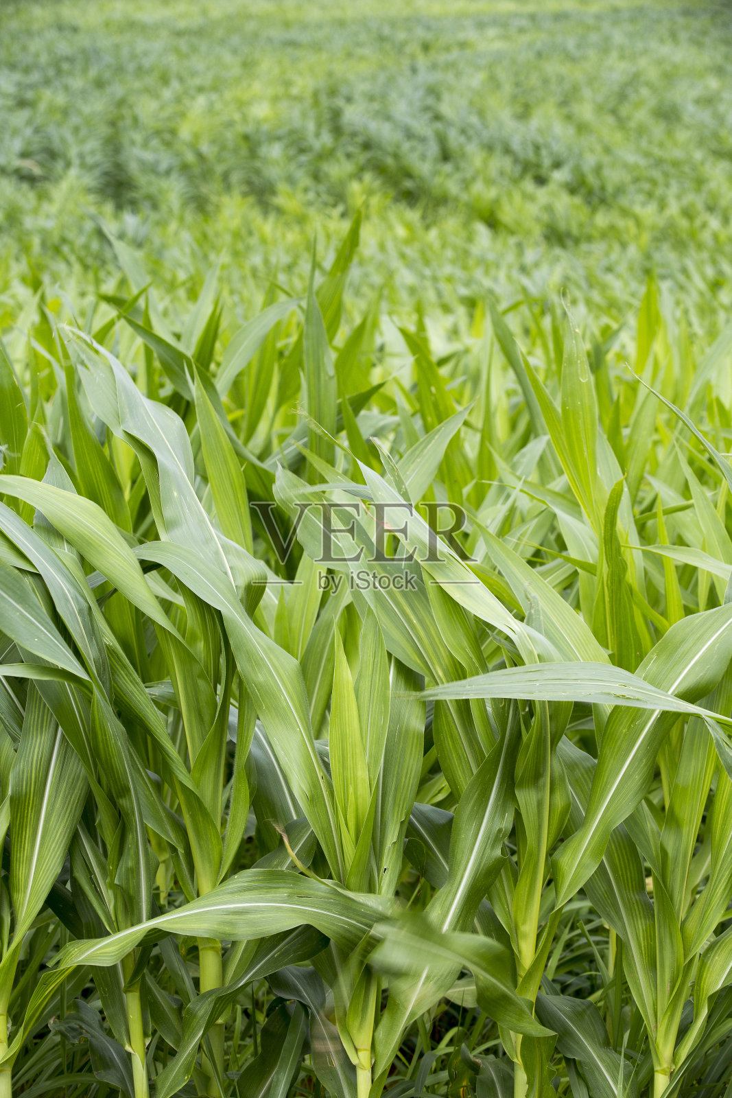 玉米田照片摄影图片