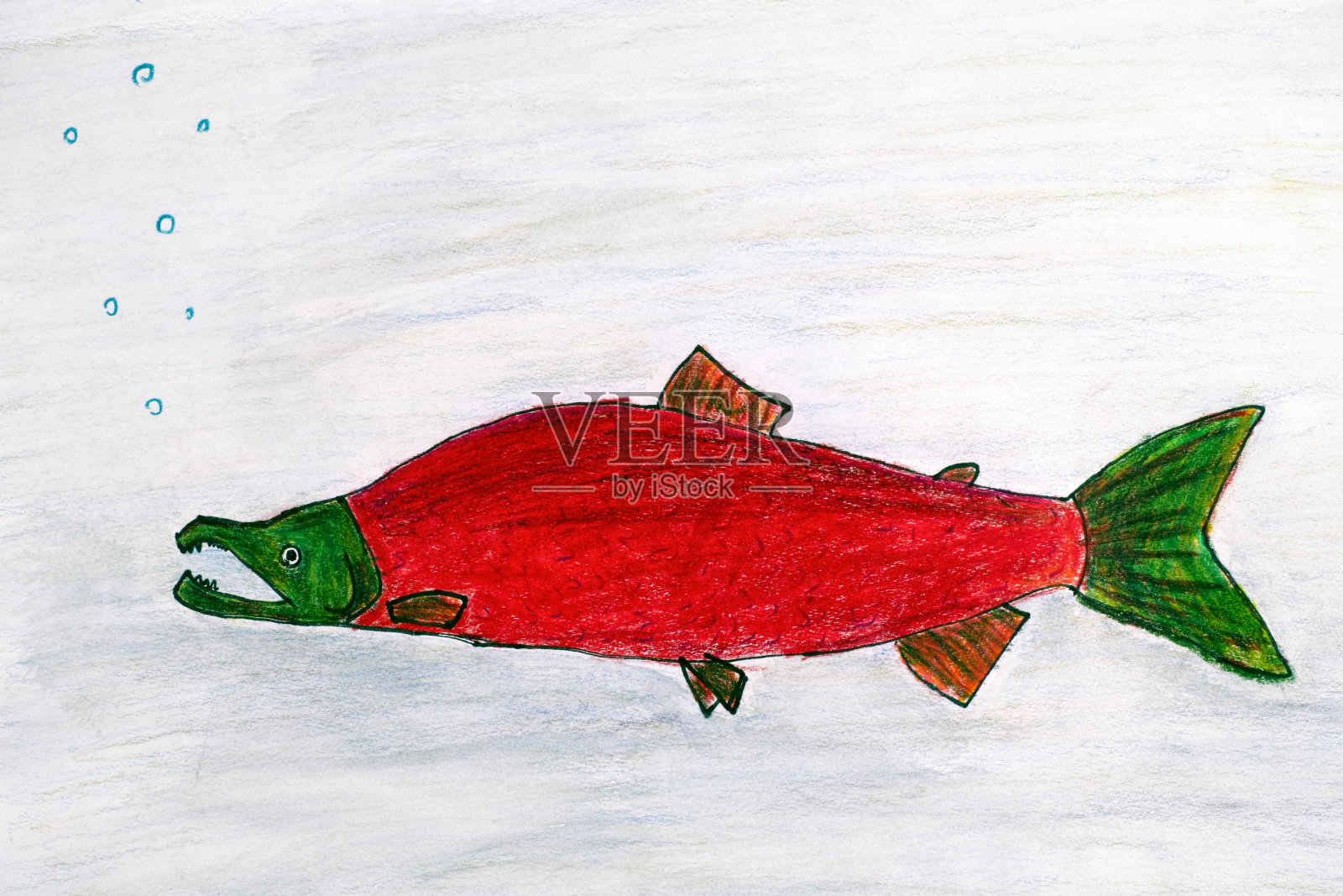 儿童铅笔手绘。三文鱼雄鱼。插画图片素材