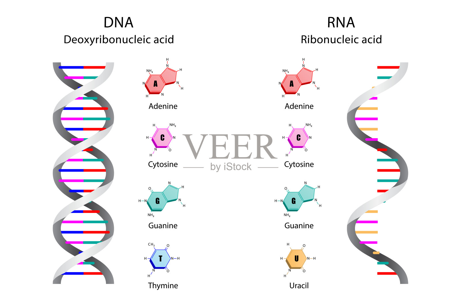 DNA和RNA分子的结构插画图片素材