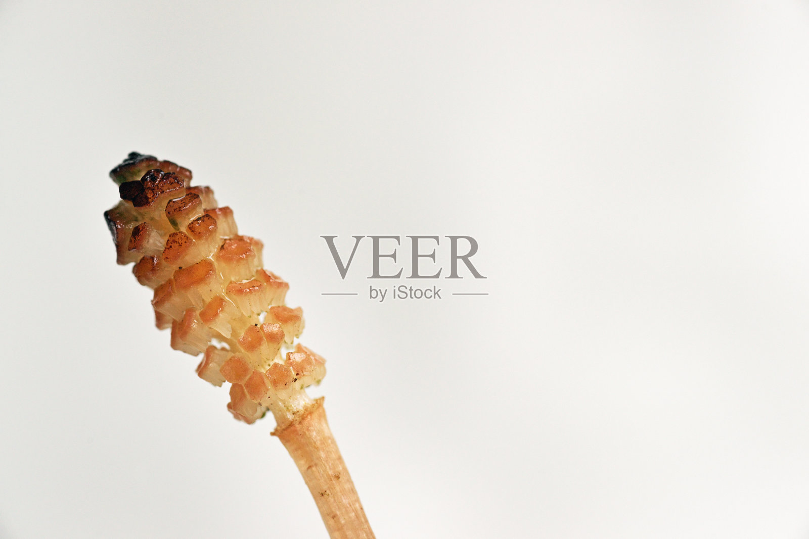 问荆照片摄影图片