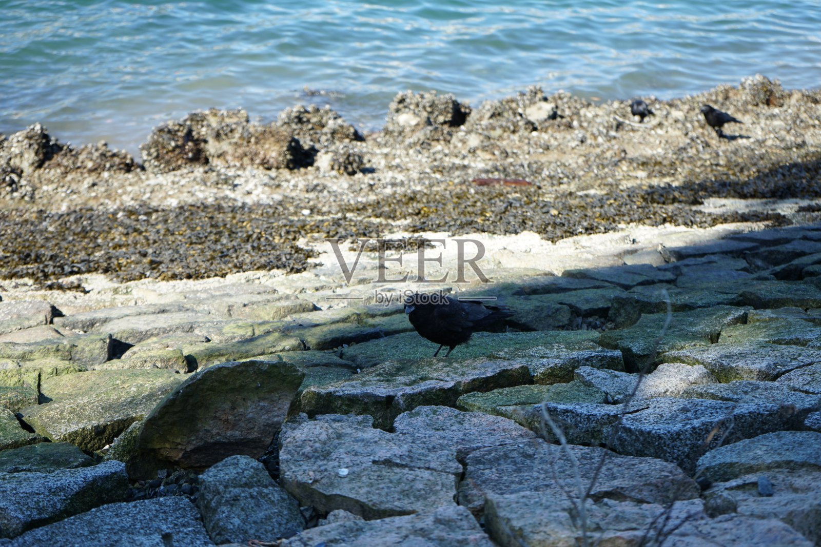 乌鸦照片摄影图片