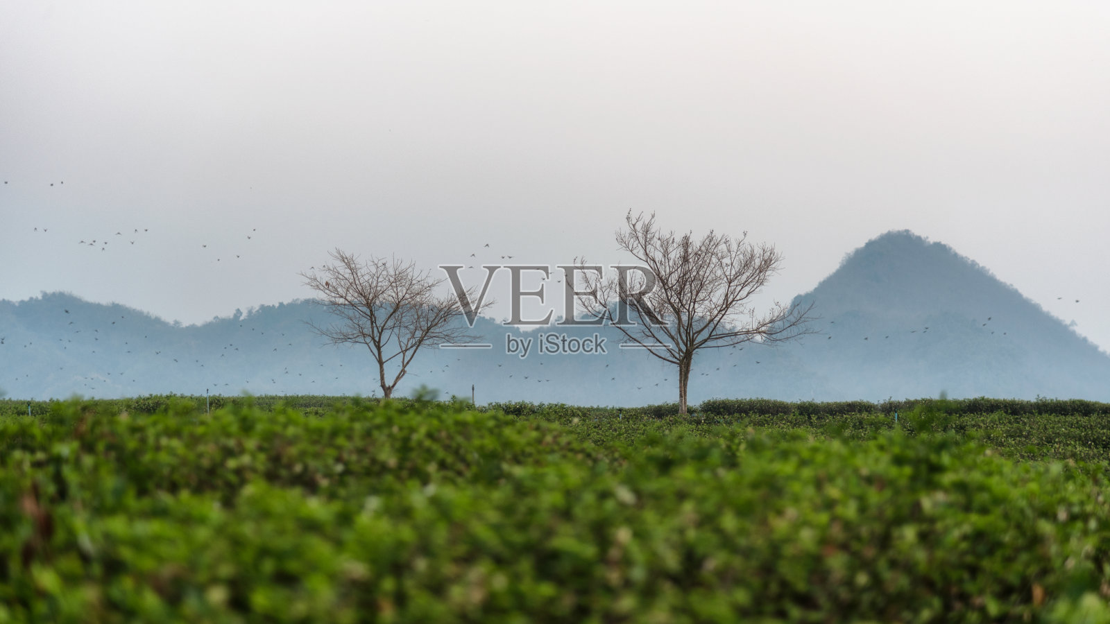 泰国清莱，茶园中两棵光秃秃的树和鸟儿的景色。照片摄影图片