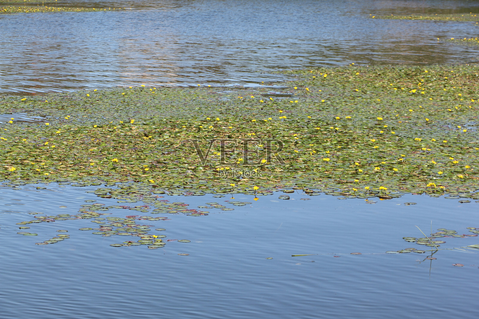 新西伯利亚地区卡拉坎河的睡莲丛，俄罗斯照片摄影图片