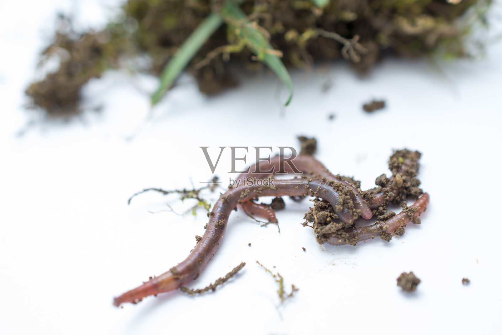 蚯蚓和土壤的照片照片摄影图片