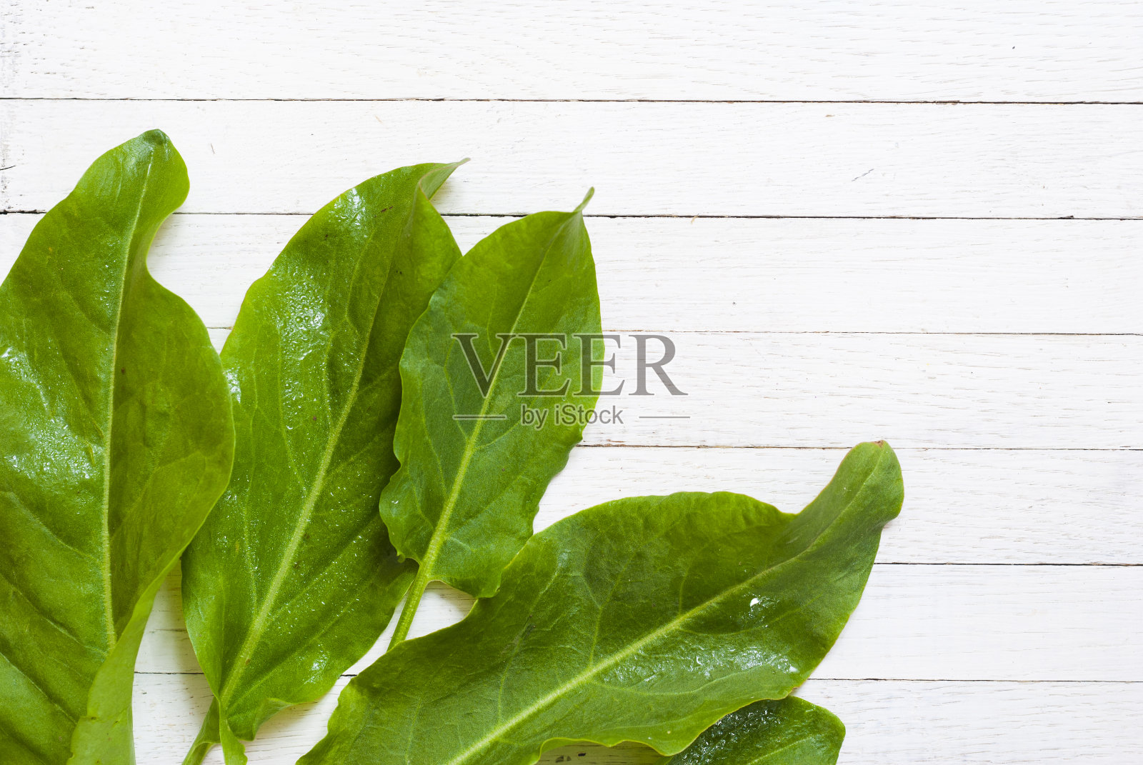 酢浆草属照片摄影图片