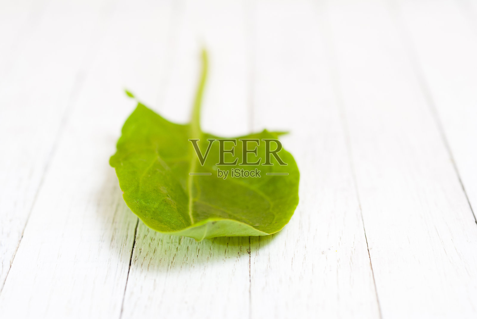 酢浆草属照片摄影图片