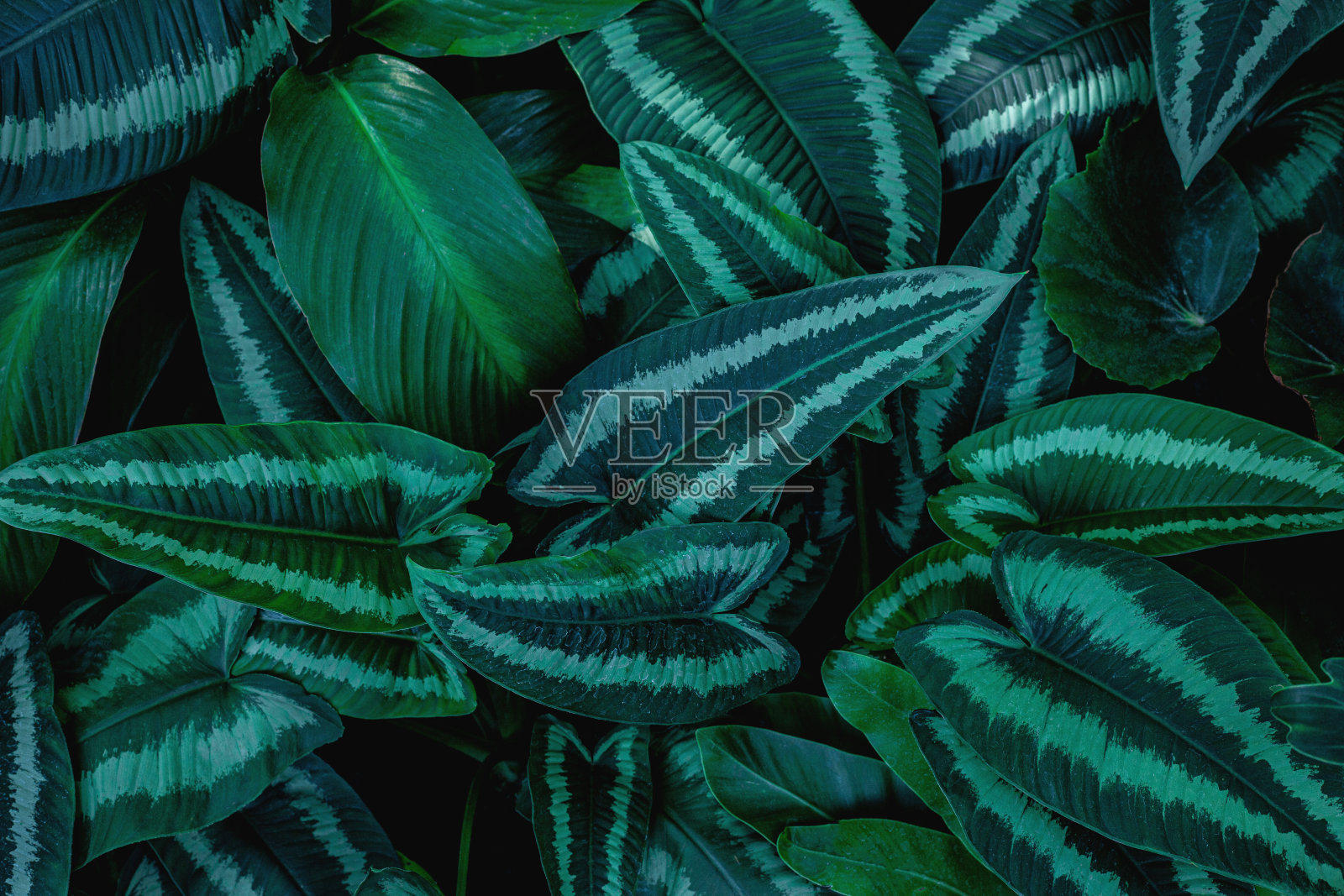 绿叶背景的特写自然视图照片摄影图片