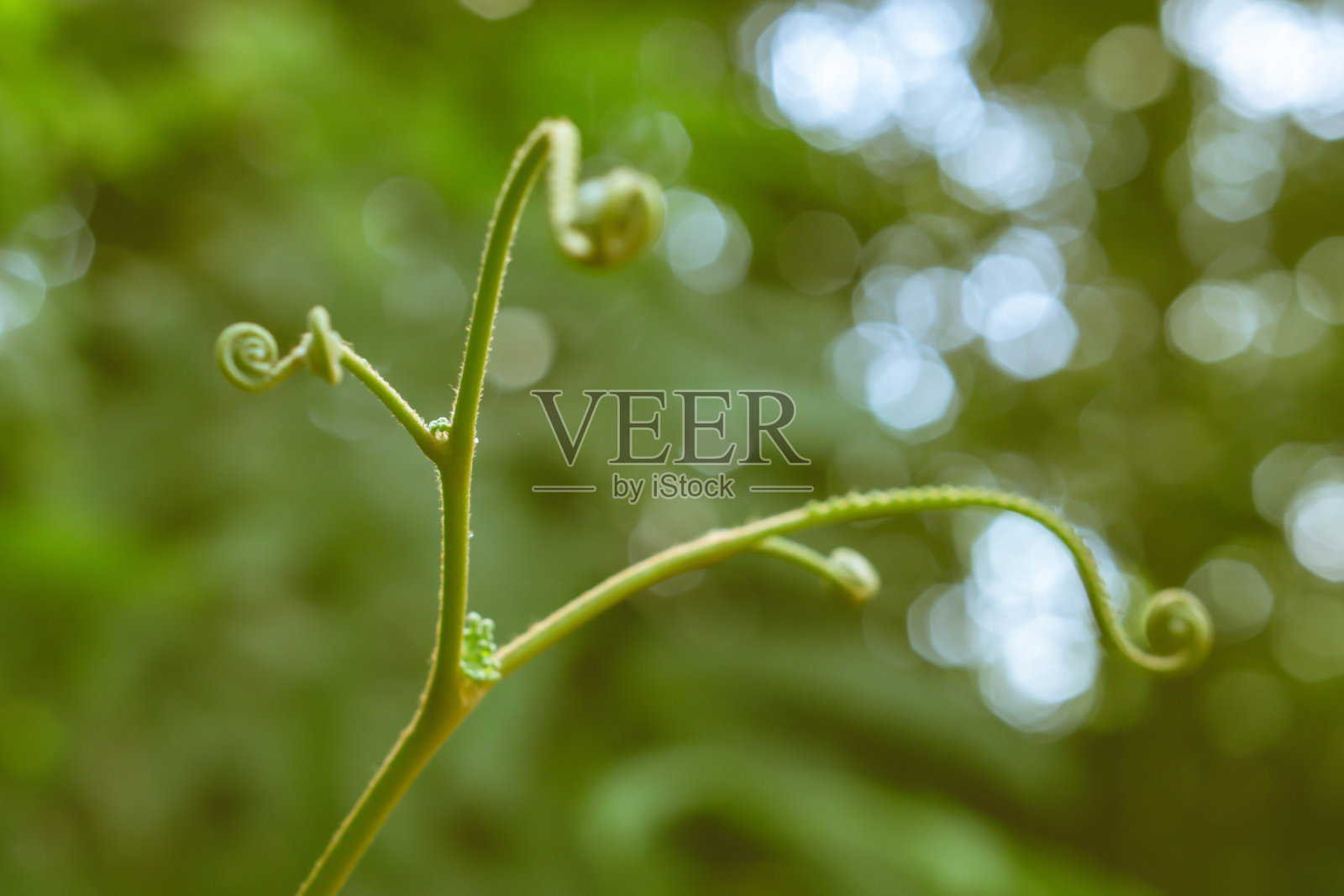 幼绿蕨叶选择性聚焦以绿光散光，清新自然为背景照片摄影图片