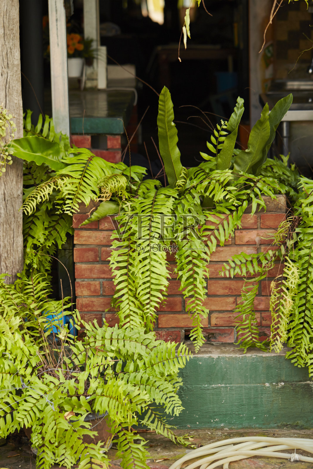 室内植物照片摄影图片