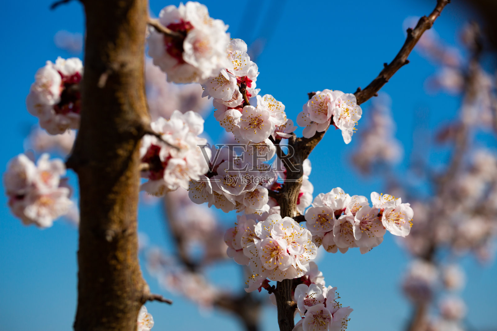 杏树花在天空的背景照片摄影图片