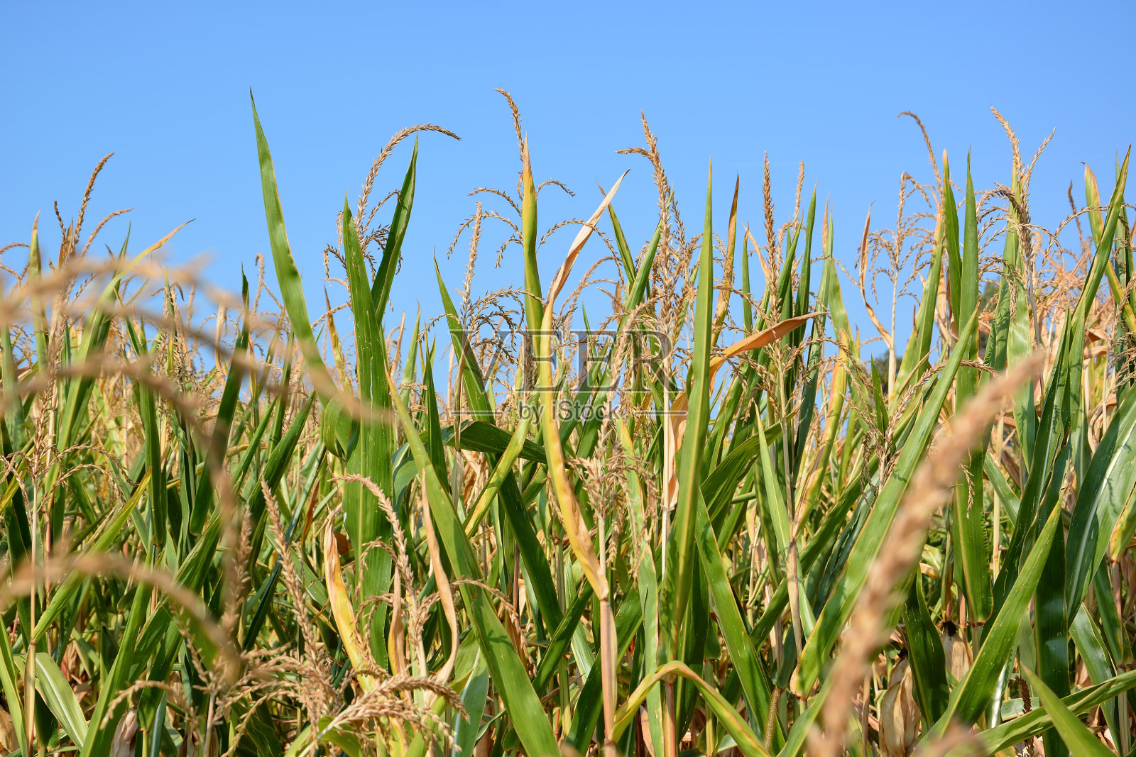 在地里种植玉米作物的低角度视图照片摄影图片
