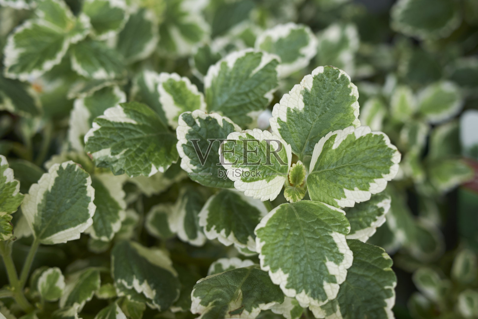 香椿照片摄影图片