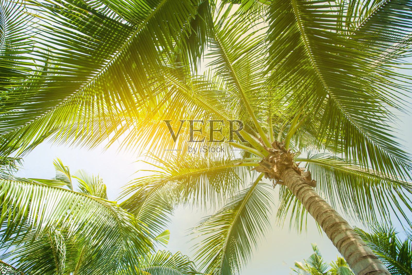 热带棕榈叶背景照片摄影图片