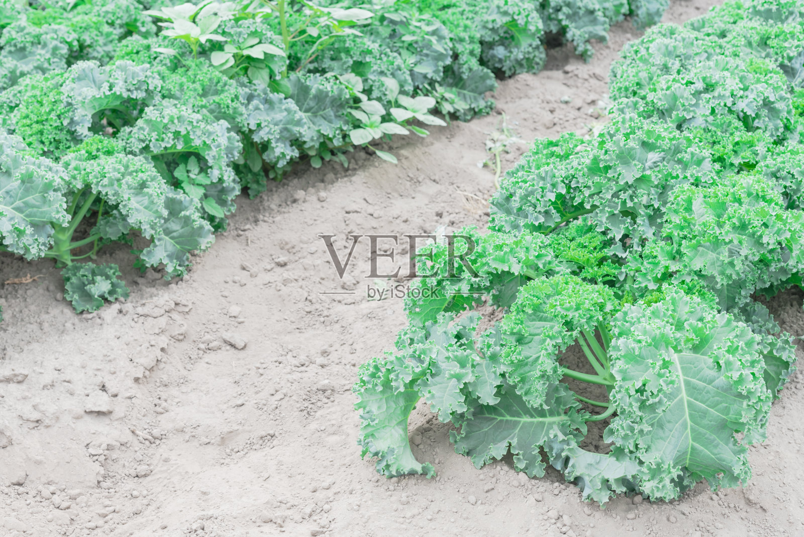 美国华盛顿农场山上生长的一排绿色卷曲羽衣甘蓝照片摄影图片