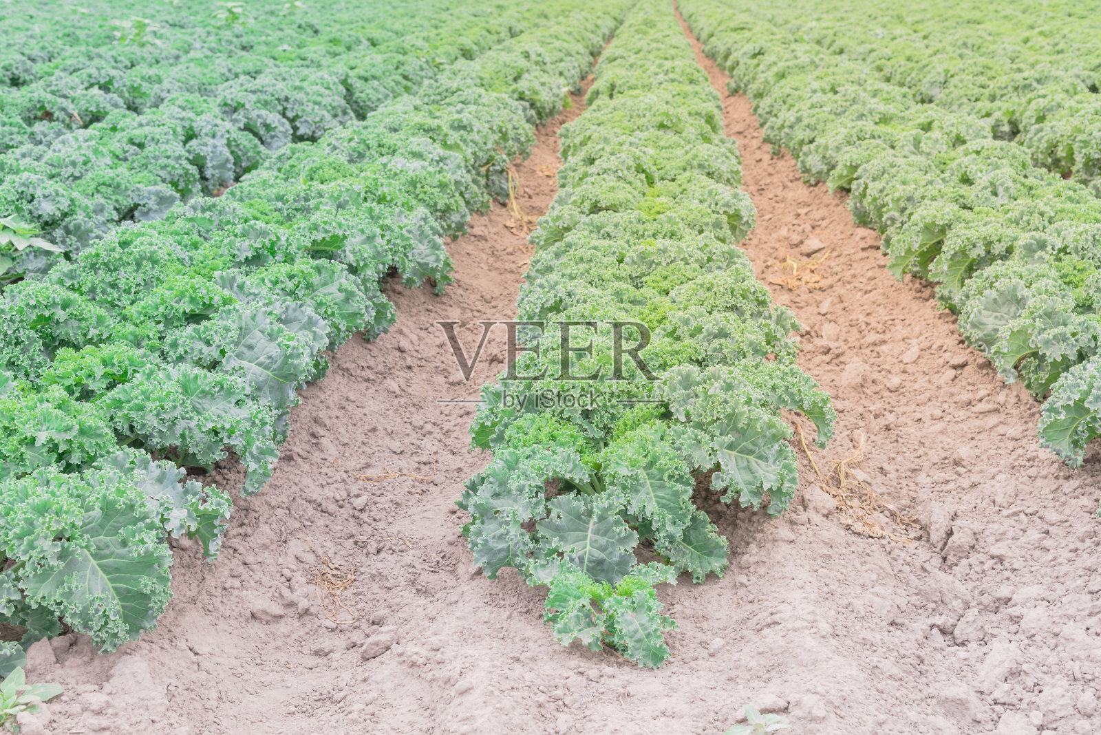 美国华盛顿农场山上生长的一排绿色卷曲羽衣甘蓝照片摄影图片
